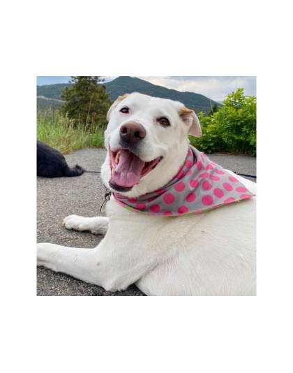 Green/Pink/Grey - Sport Bandana  - Small