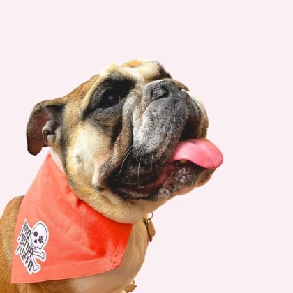 "Bad Motha Fluffa" Orange Collar Bandana - Large