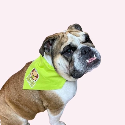 "Fetch Bitch" Lime Green Collar Bandana - Large