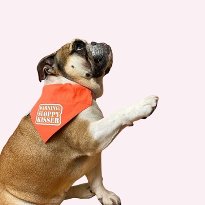 "Warning Sloppy Kisser" Orange Collar Bandana - Large