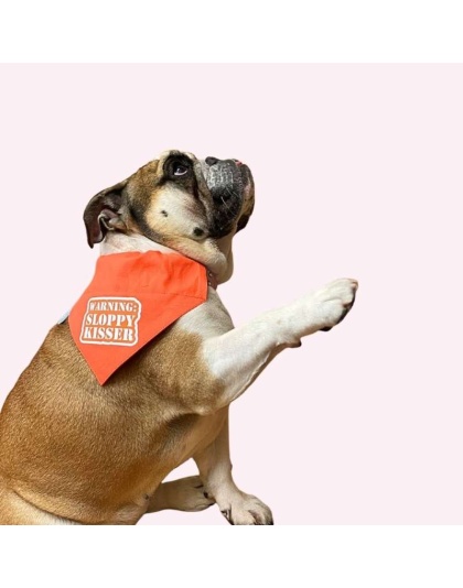 "Warning Sloppy Kisser" Orange Collar Bandana - Large