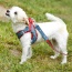 Denim & Red Plaid - Step-In Denim Harness - Small