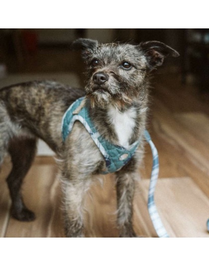 Denim & Blue Plaid - Step-In Denim Harness - Large