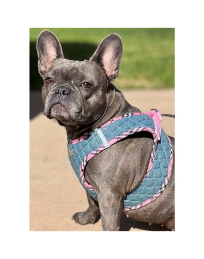 Denim & Pink Plaid - Step-In Denim Harness - XS