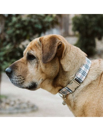 Beige Plaid - Adjustable Collar - Medium