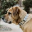 Beige Plaid - Adjustable Collar - Medium