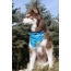 Blue Spruce Plaid Dog Bandana - S/M - 18in x 10in