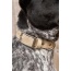 Champagne Fizz Vegan Leather Dog Collar - 11 - 13 inch