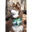 Evergreen Explorer Dog Bandana - S/M - 18in x 10in