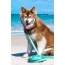 Aqua / Yellow - Island Vibes Waterproof Dog Leash