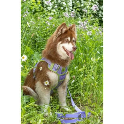 Lavender Garden Ultimate Dog Harness - Medium