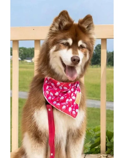 Red Mountain Syrah Dog Bandana - S/M - 18in x 10in