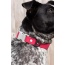 Red Mountain Syrah Waterproof Dog Collar - 11 - 13 inch