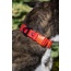 Scarlet Peaks Waterproof Dog Collar - 11 - 13 inch