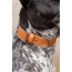 Sierra Sunrise Vegan Leather Dog Collar - 11 -13 inch