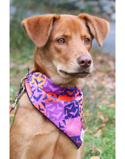 Spooky Bat Squares Dog Bandana - M/L - 27in x 13in