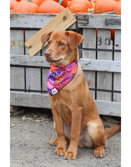 Spooky Bat Squares Dog Bandana - M/L - 27in x 13in