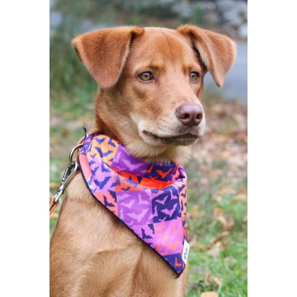 Spooky Bat Squares Dog Bandana - S/M - 18in x 10in