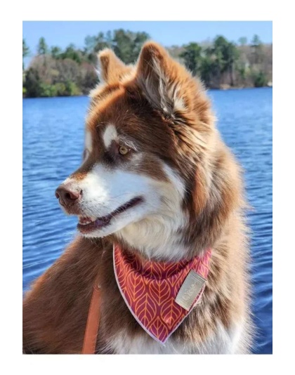 Twilight Trails Dog Bandana - S/M - 18in x 10in