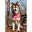 Wine Plaid Dog Bandana - M/L - 27in x 13in