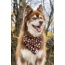 Woodland Tales Dog Bandana - M/L - 27in x 13in