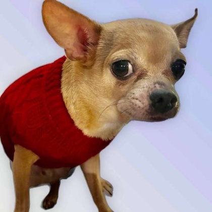 WINE RED - Knit Turtleneck Dog Sweater - Large