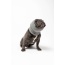 Grey - PET HOODZ DOG HOODIES FOR ANXIETY - Small