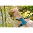 Ocean Blue  - Millvue EZ Fit Dog Harness - Medium