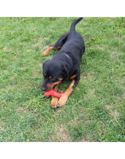 Arlo's Favorite Rubber Bone