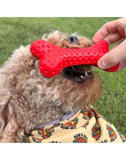 Arlo's Favorite Rubber Bone