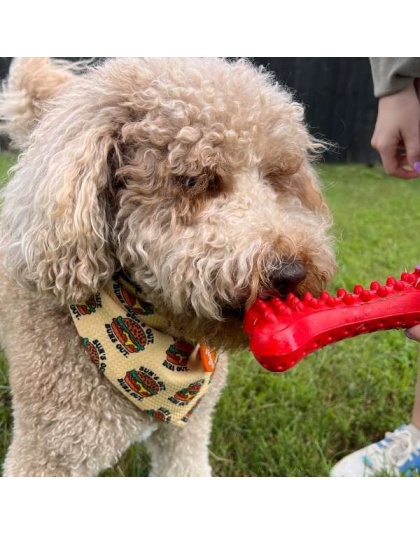 Arlo's Favorite Rubber Bone