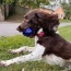 Chewie Squeak Rubber Football