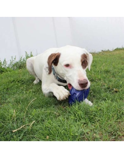 Chewie Squeak Rubber Football