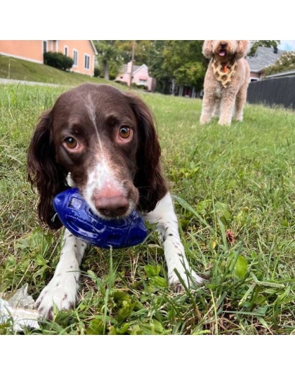 Chewie Squeak Rubber Football