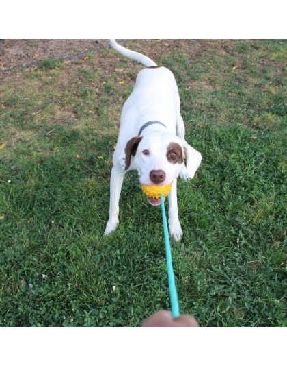 Mako Treat n Chew Rope Toy