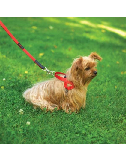 Orange - Boss Regular Leash - 3/4" x 6'