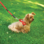 Orange - Boss Regular Leash - 3/4" x 6'