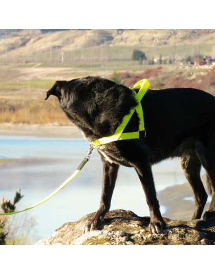 Pink - Freedom Harness - Medium to 60 lbs.