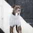 Grey - GF Pet Chalet Dog Sweater  - Small