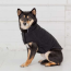 Black - GF Pet Reversible Elasto-Fit Chalet Jacket - XS