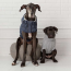 Grey - GF Pet Chalet Dog Sweater  - 3XS